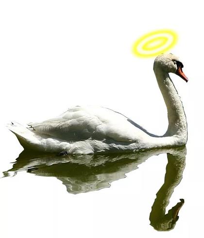 Comment on Horatio the swan’s last song by Comandante Esposito