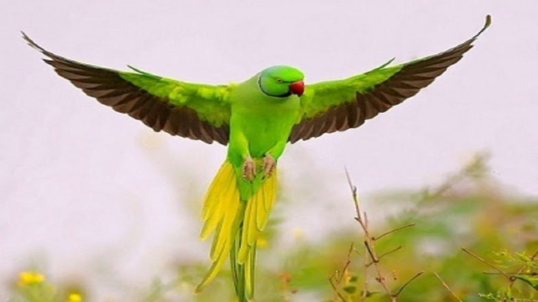 INR 21,000 Reward for Missing Parrot ‘Gopi’: Ex-Army Man Launches Search, Refuses Food Until Pet Is Found