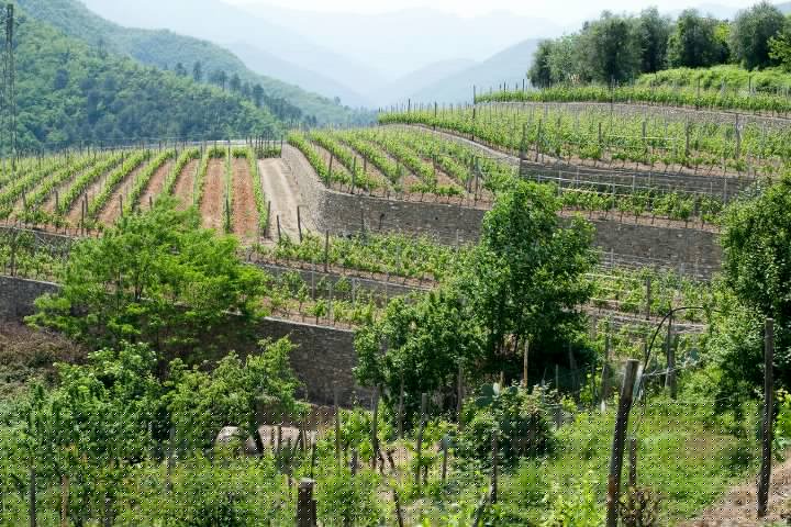 Agricoltura, Regione Liguria aumenta di 1 milione di euro le risorse del bando SRG01: superati i 3 milioni di euro