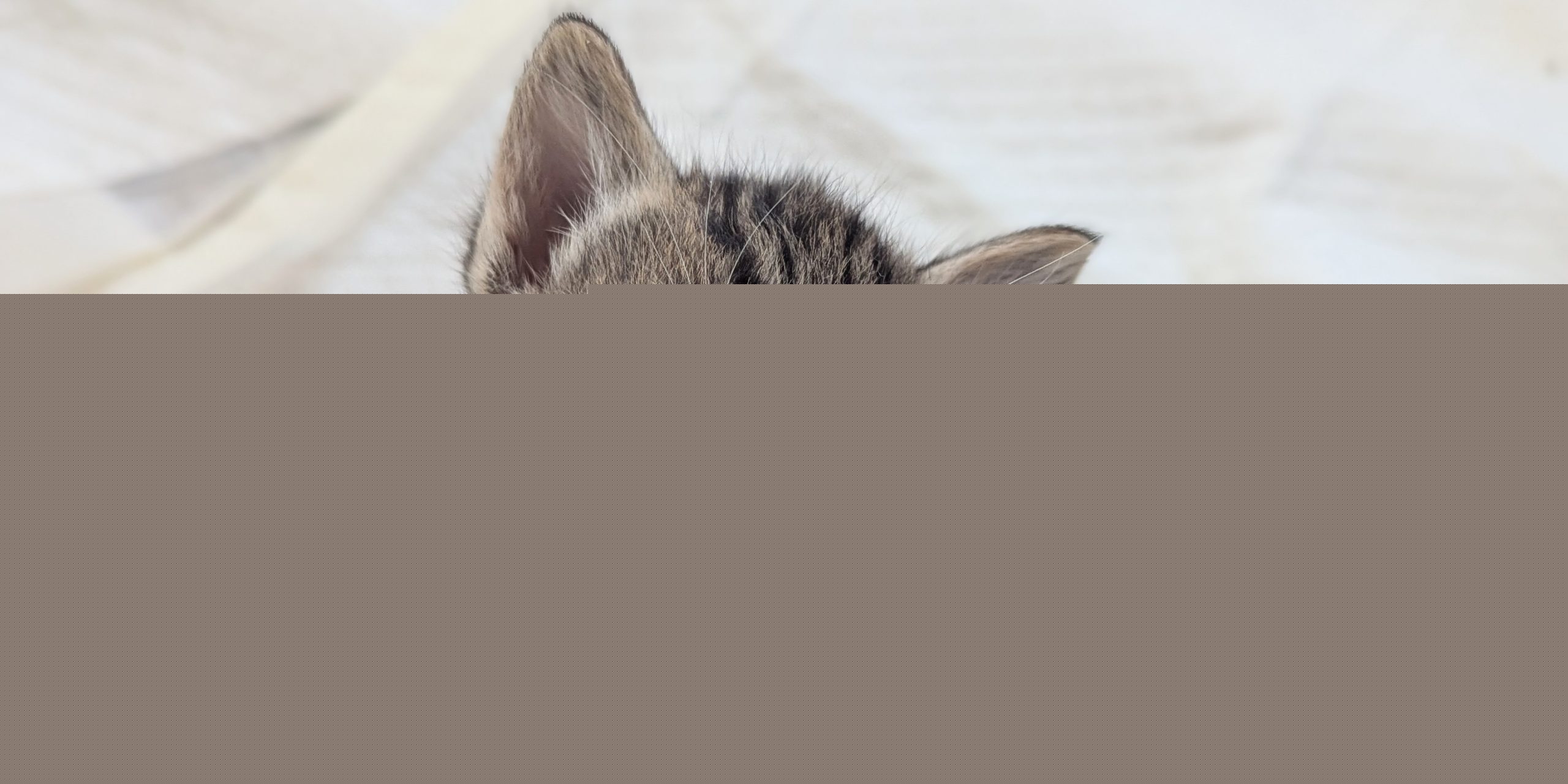 New cat shelter to open in Peabody this fall