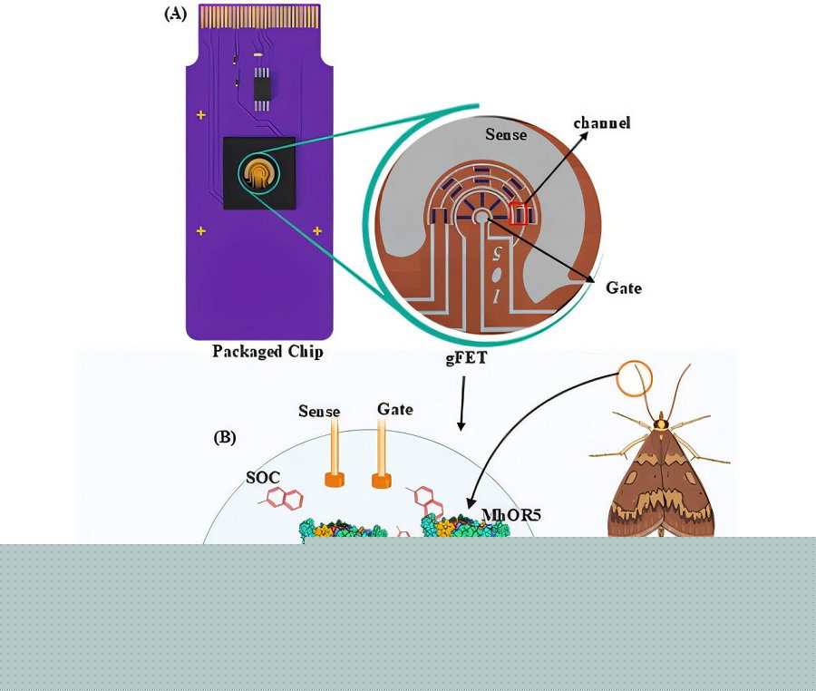 Scientists Turn Insect Smell Receptors into a Powerful Electronic Nose on a Chip
