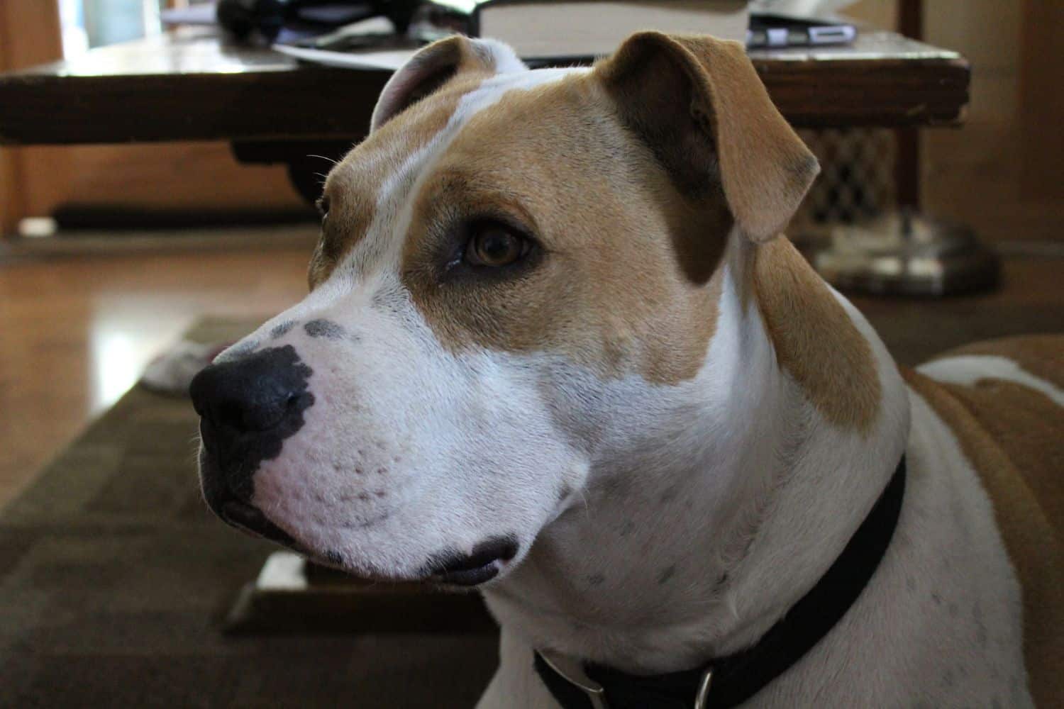 Pet medicine shortage leaves dogs at risk