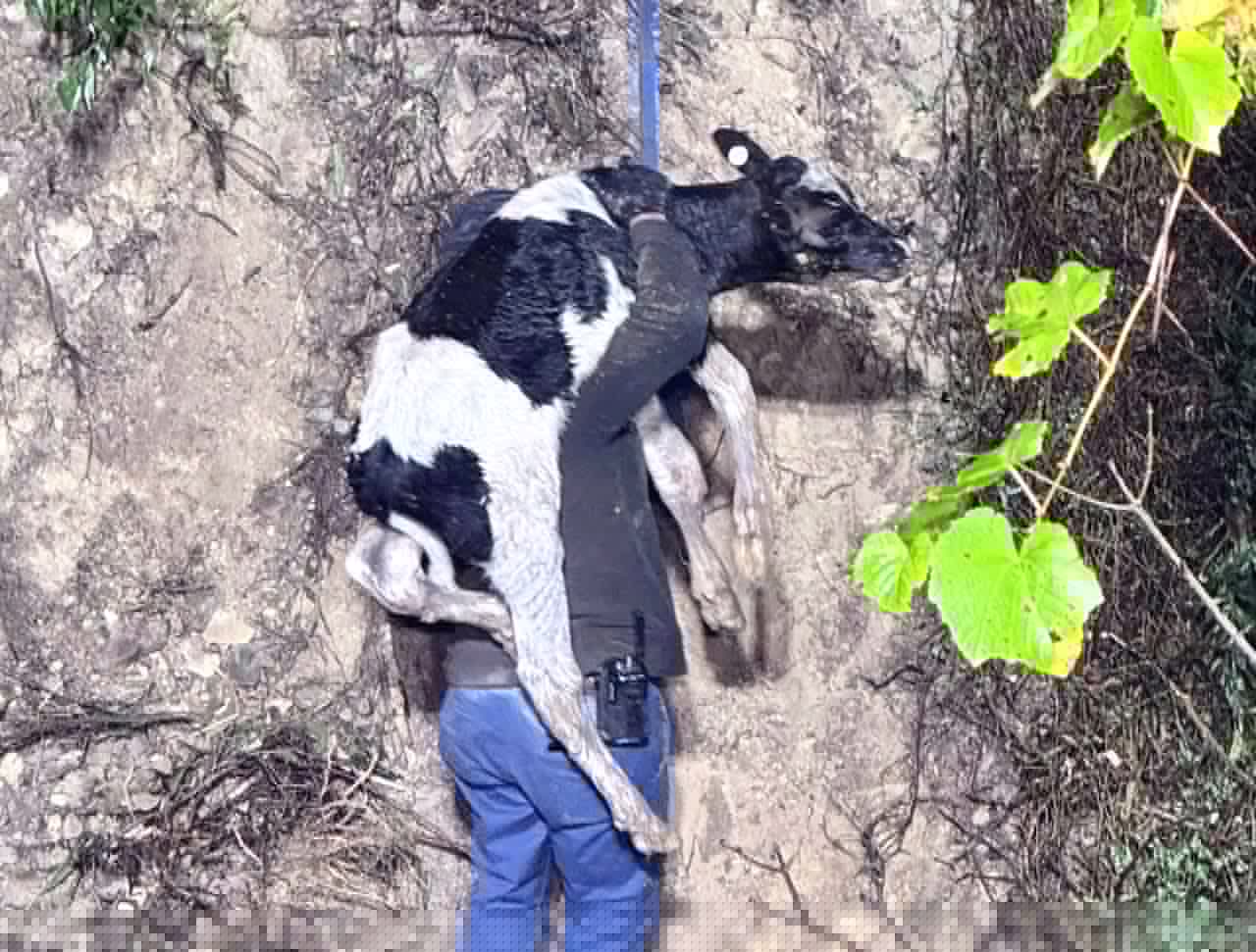More than 60 calves rescued from Pa. crash after pickup truck goes down embankment