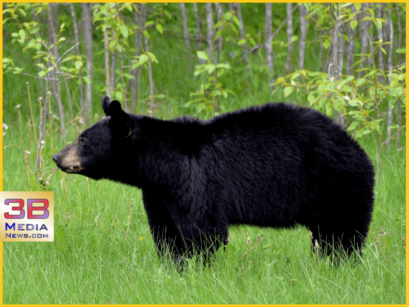 FOUR IN PICKETT COUNTY CITED FOR USING BAIT TO HUNT BEARS