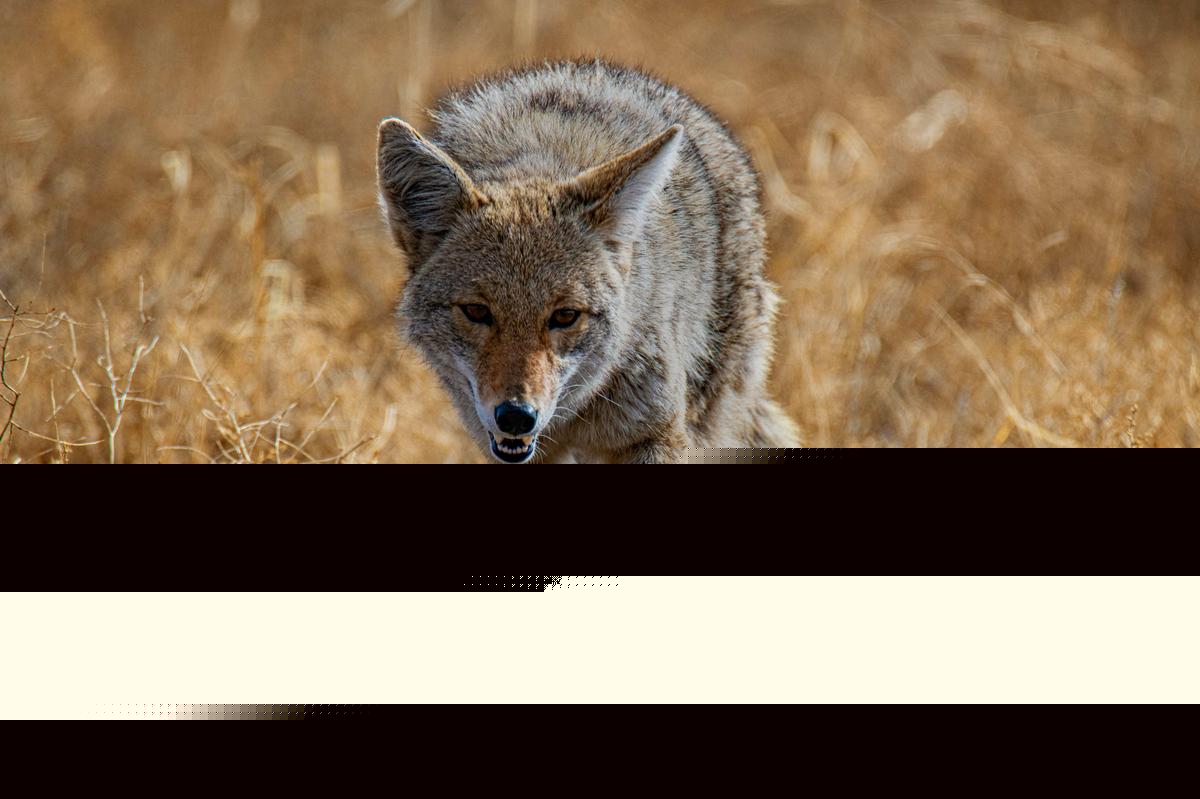 The Reason You Are Seeing More Coyotes Now During Daylight Hours In Texas