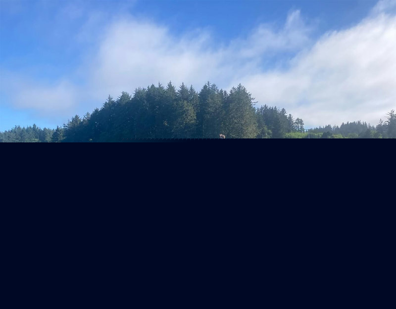 N. Oregon Coast Salt Marsh Hike, Clamming and Music / Dance Events at Netarts