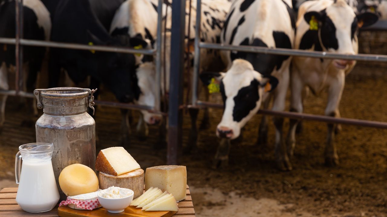 Global Food Prices Ease in September, Sugar and Dairy See Decline: FAO