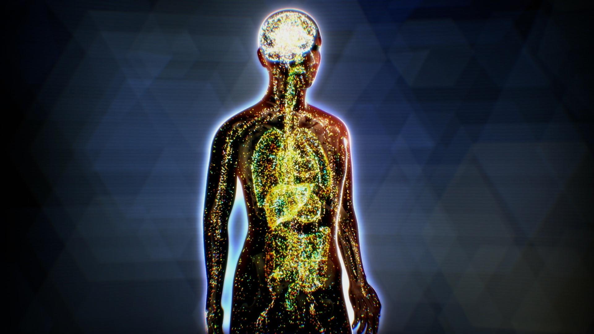 The Body’s Cannabis Network: A Deep Dive into the Endocannabinoid System