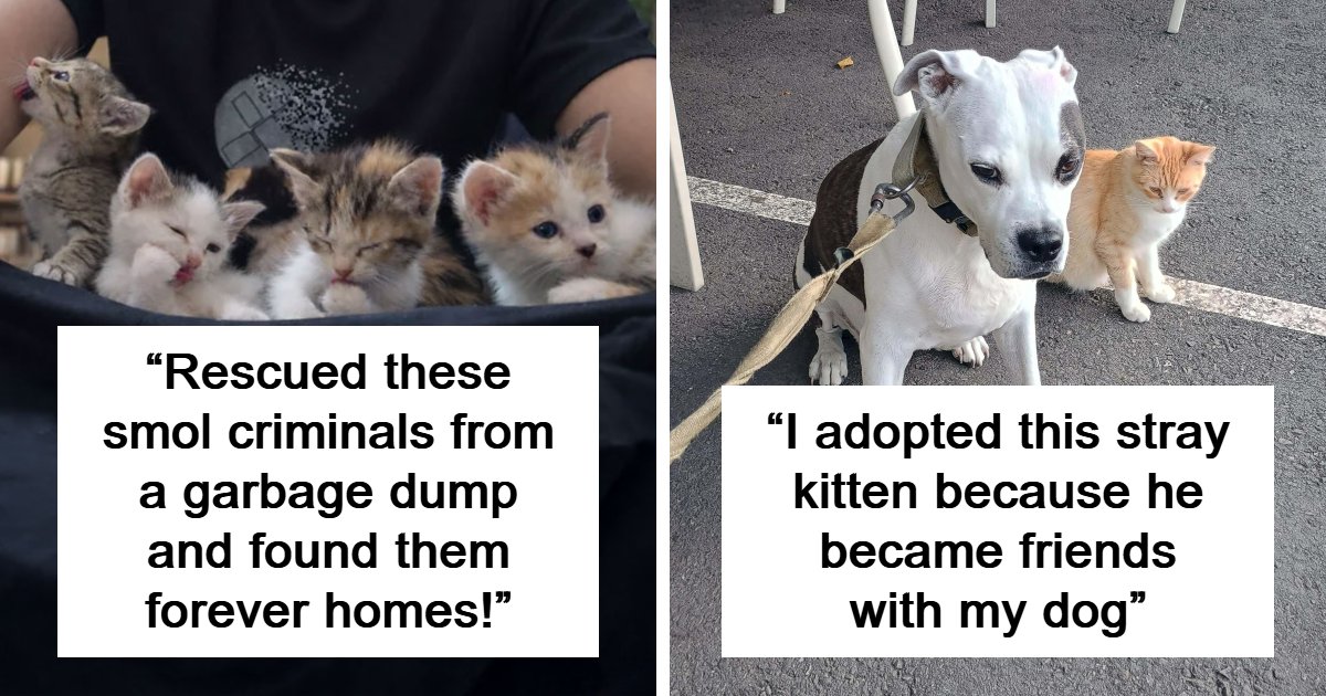 74 Newly Adopted Pets Whose Cozy Winter Beginnings May Melt Your Frozen Heart (January Edition)