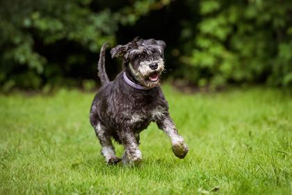 New partnership aims to advance senior canine mobility