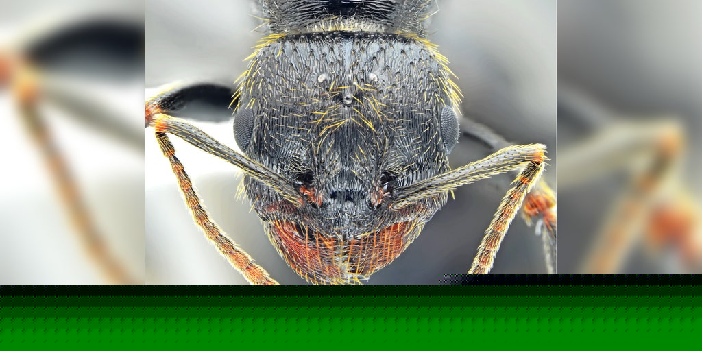 Scientists make breakthrough discovery of insect species that is sure to give you nightmares