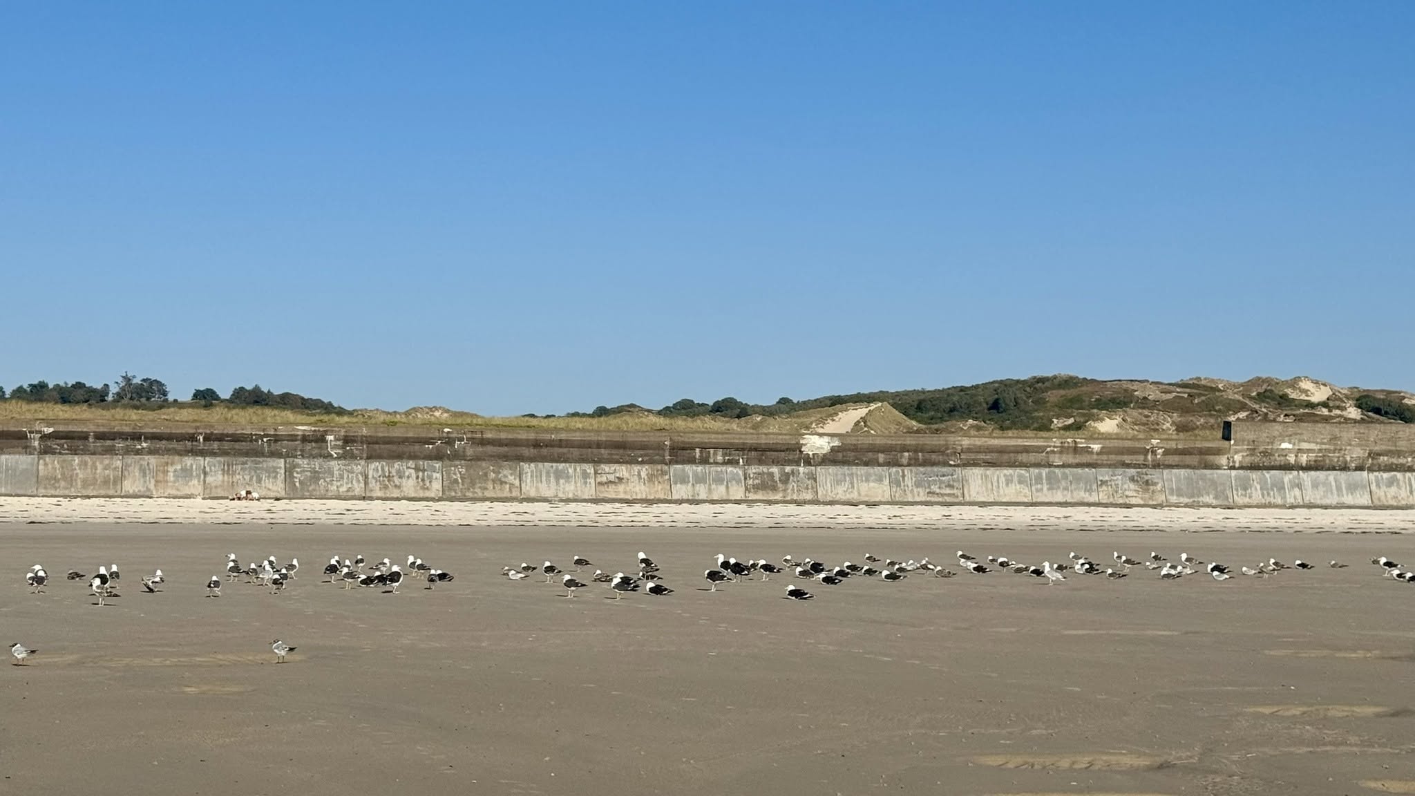 Islanders urged to give migrating gulls space