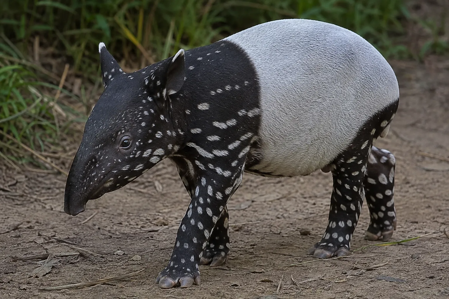 Historyczne narodziny w polskim zoo. Pierwszy tapir malajski przyszedł na świat w Płocku