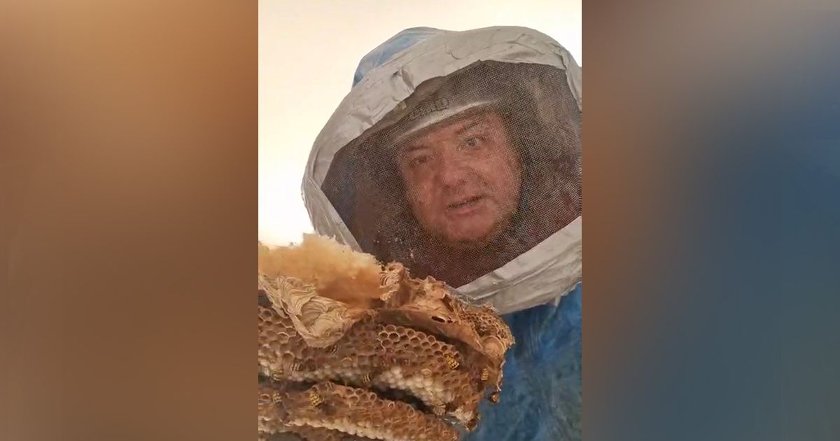 JEZIV SNIMAK IZ BEOGRADA: Vladica ušao u dečju sobu, a tamo ga sačekalo GIGANTSKO GNEZDO smrtonosnih insekata!