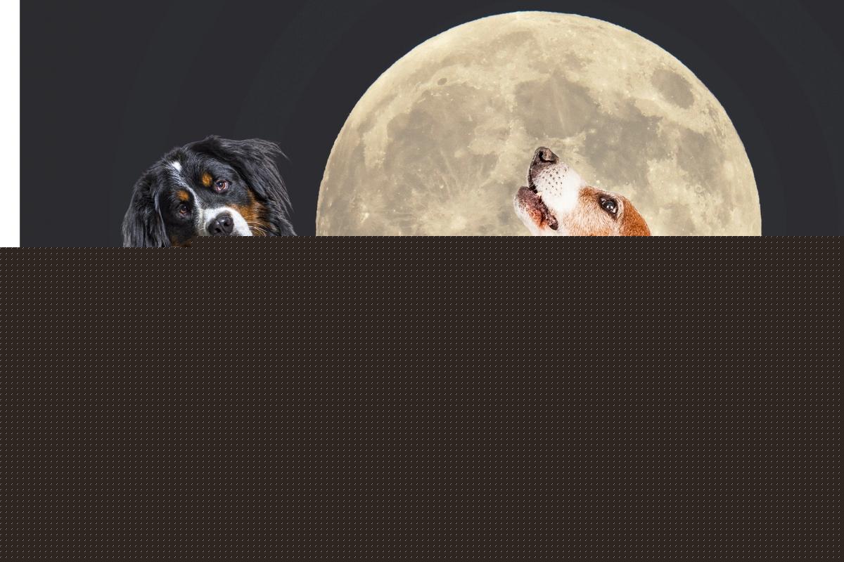The Surprising Reason Full Moons Cause Late-Night Zoomies in Dogs