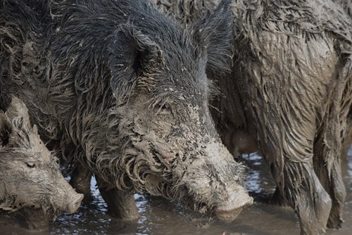 New applications for wild hog control program will soon open
