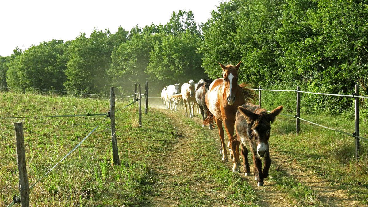 "Des animaux nourris à la farine, j’ai trouvé ça aberrant" : pâturage tournant, une autre façon de nourrir chevaux et bovins