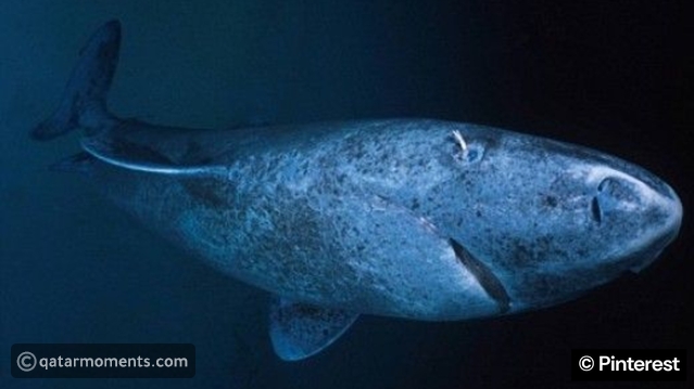 Scientists Are Finally Learning Why Greenland Sharks Can Live for Centuries