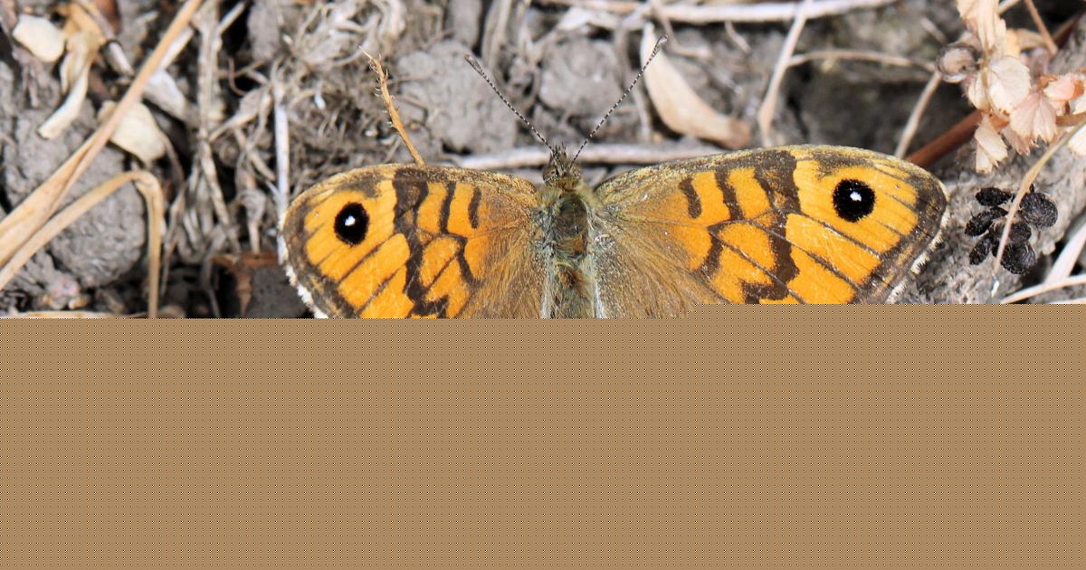 Lost butterfly returns to Bradford reserve after 17 years in 'unbelievable' find