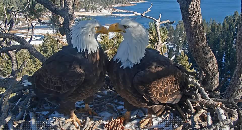Comment on Jackie the Bald Eagle Has Passed Away by Anonymous