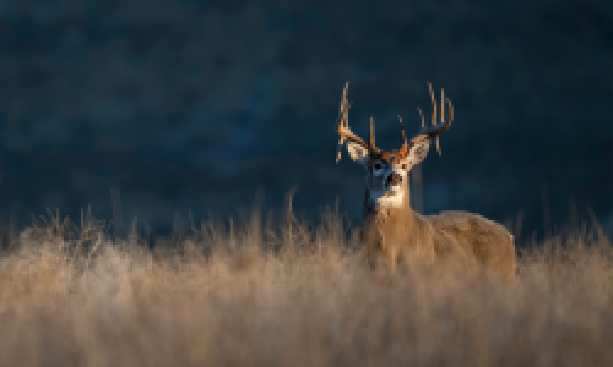 11 Best Rifle Cartridges for Whitetail Deer