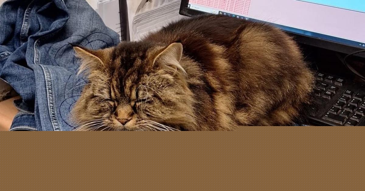 Fundraiser for beloved Toll Bridge cat hit by car reaches over £10k