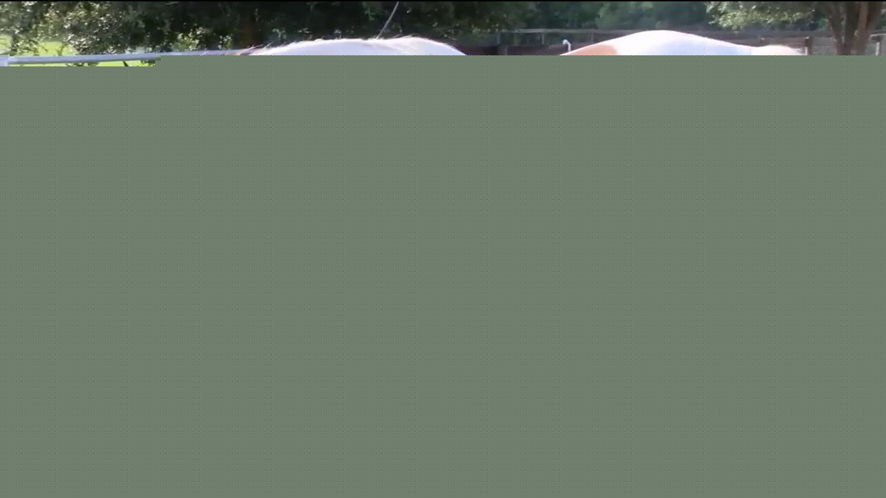 Ocala horse owners take extra precautions during extreme heat
