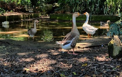 Gansos e patos desaparecem do Parque Guinle em série de furtos