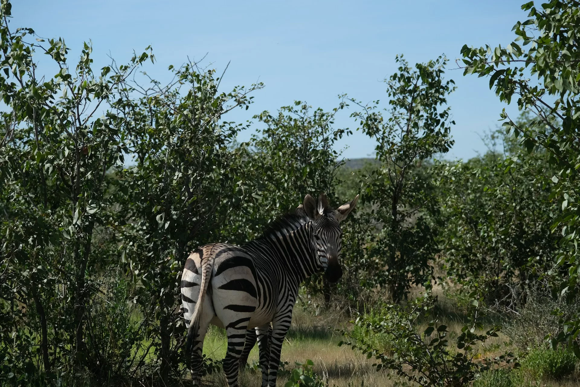 Africa’s quiet safari seasons and why off-peak travel matters