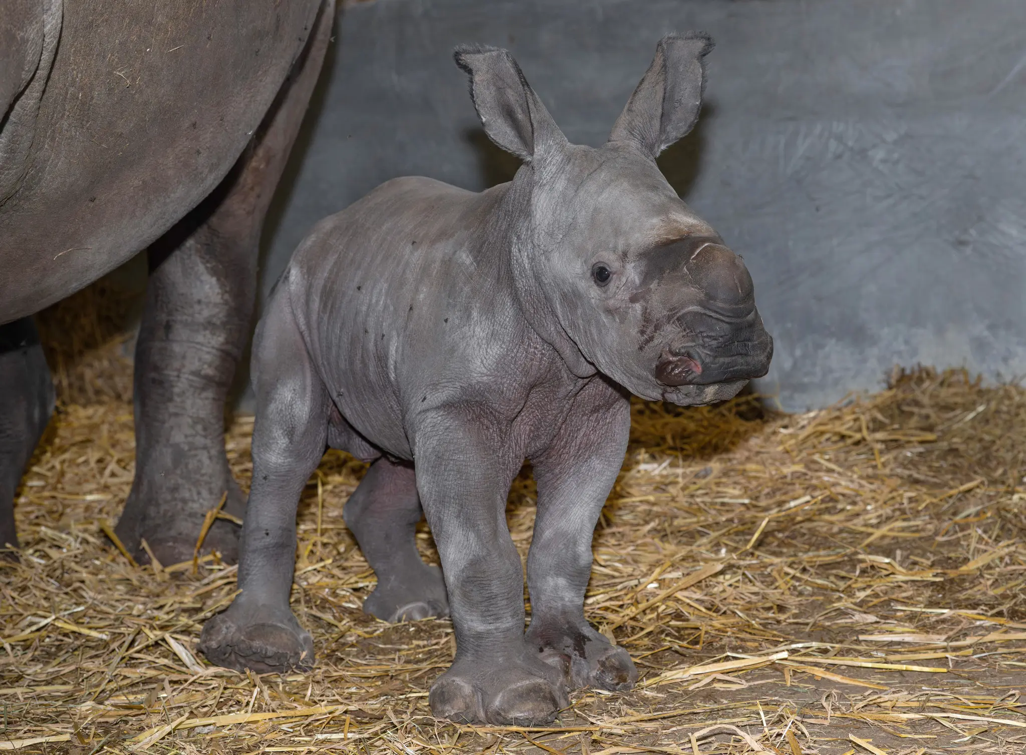 Nashornbaby "Nuru" wohlauf zur Welt gekommen