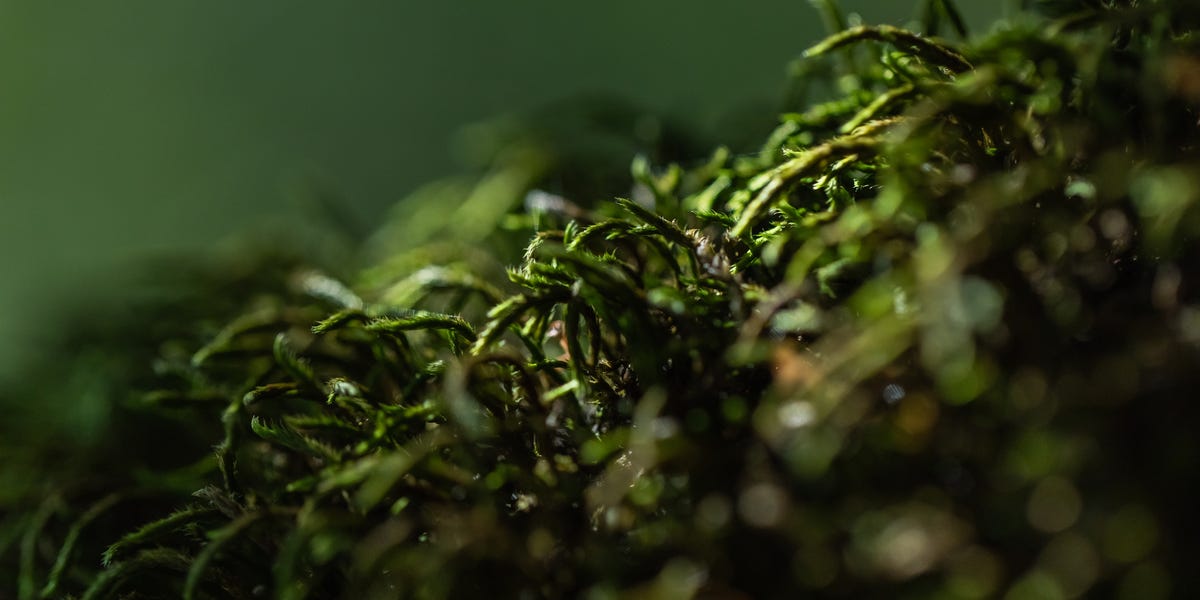 Scientists Think One of Earth’s Simplest Organisms May Work like a Giant Brain