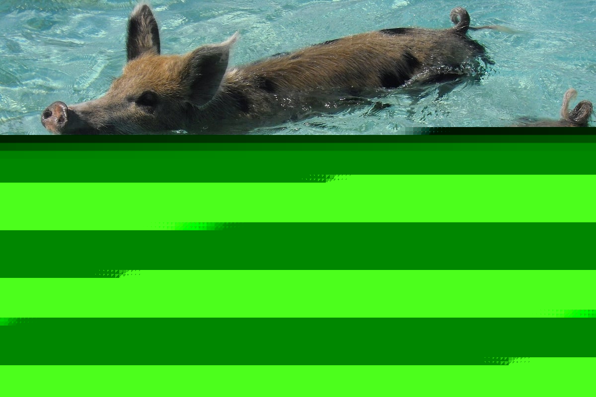 Cruise passenger feared rabies after bite from ‘swimming pig’ in Bahamas, lawsuit says