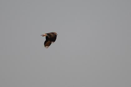 Now two Northern Lapwing - Dhahran Hills Football Fields