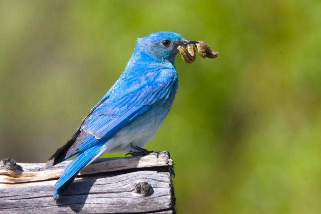 A new guide to the birds of Eastern Oregon and Washington