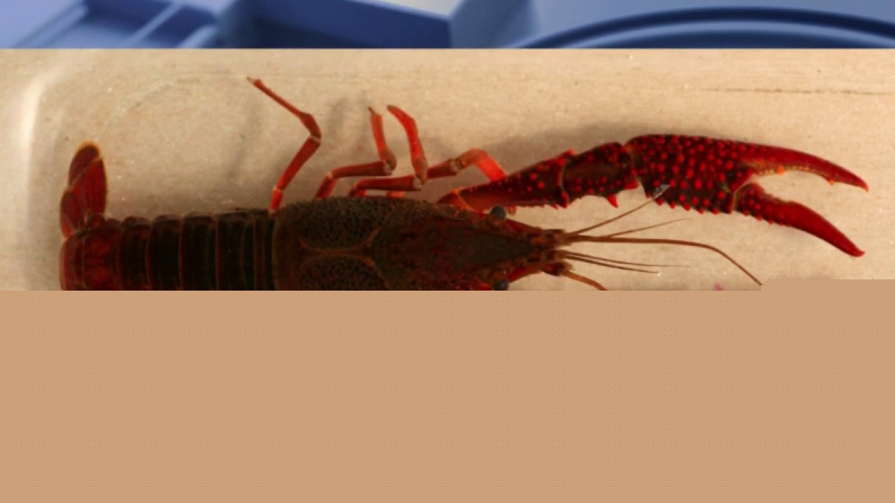 Invasive red swamp crayfish found in the Chicago River