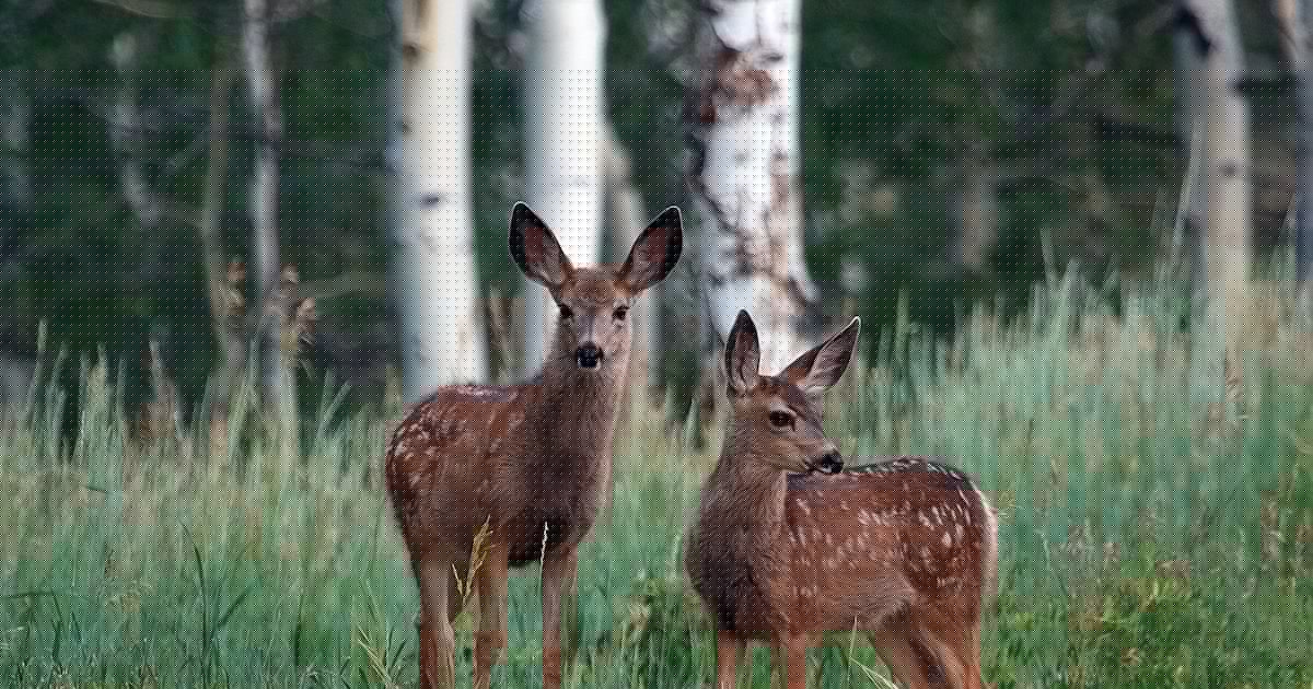 Utah’s drought-stricken baby deer population needs an unexpected condition to survive