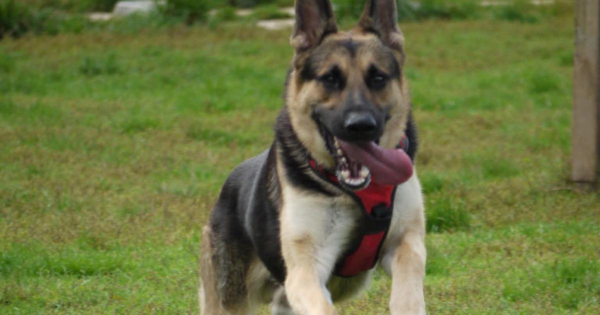 Charity dog walk taking place this weekend in aid of rescued German Shepherds