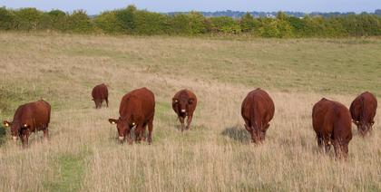Farm wastewater modelling shows footbaths are source of antimicrobial resistance