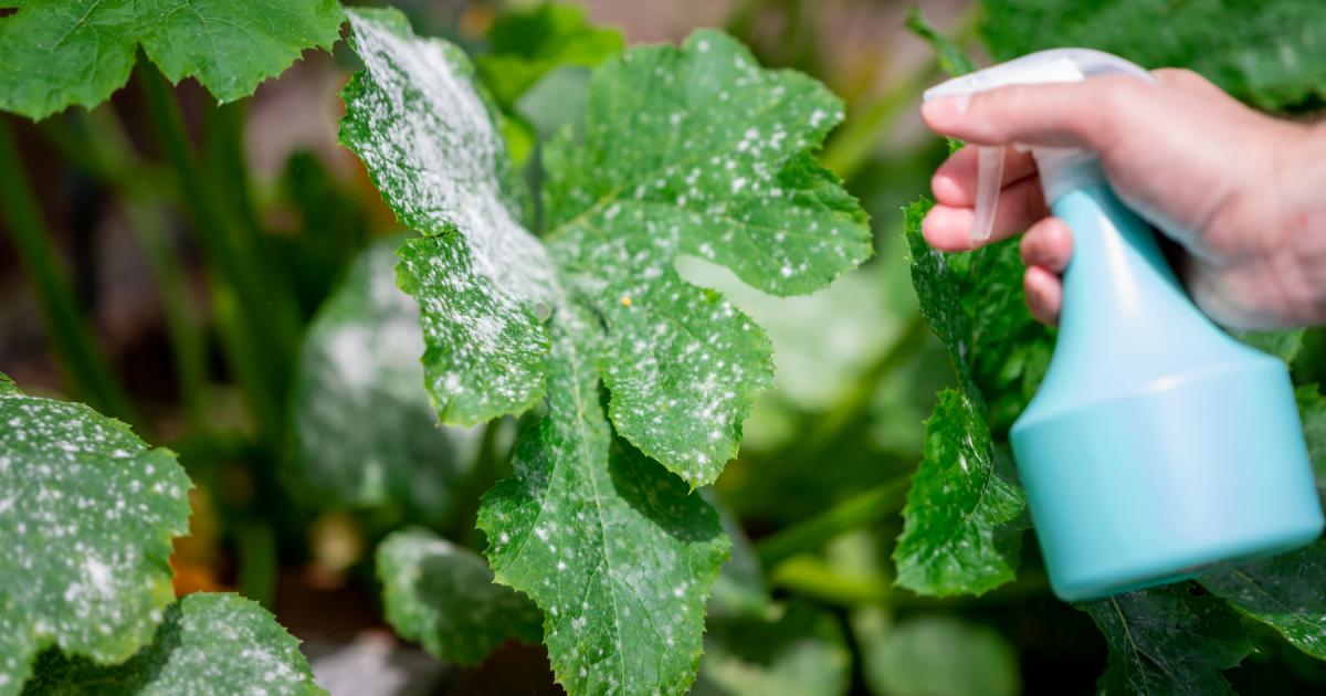 Gardeners can use 1 trusty household item to help struggling plants this autumn
