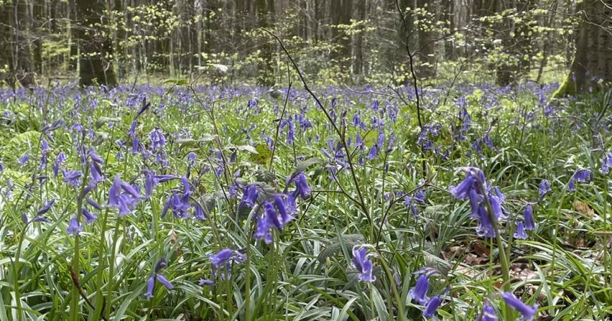 Litter picking, cycling and more in Micheldever, South Wonston and Sutton Scotney