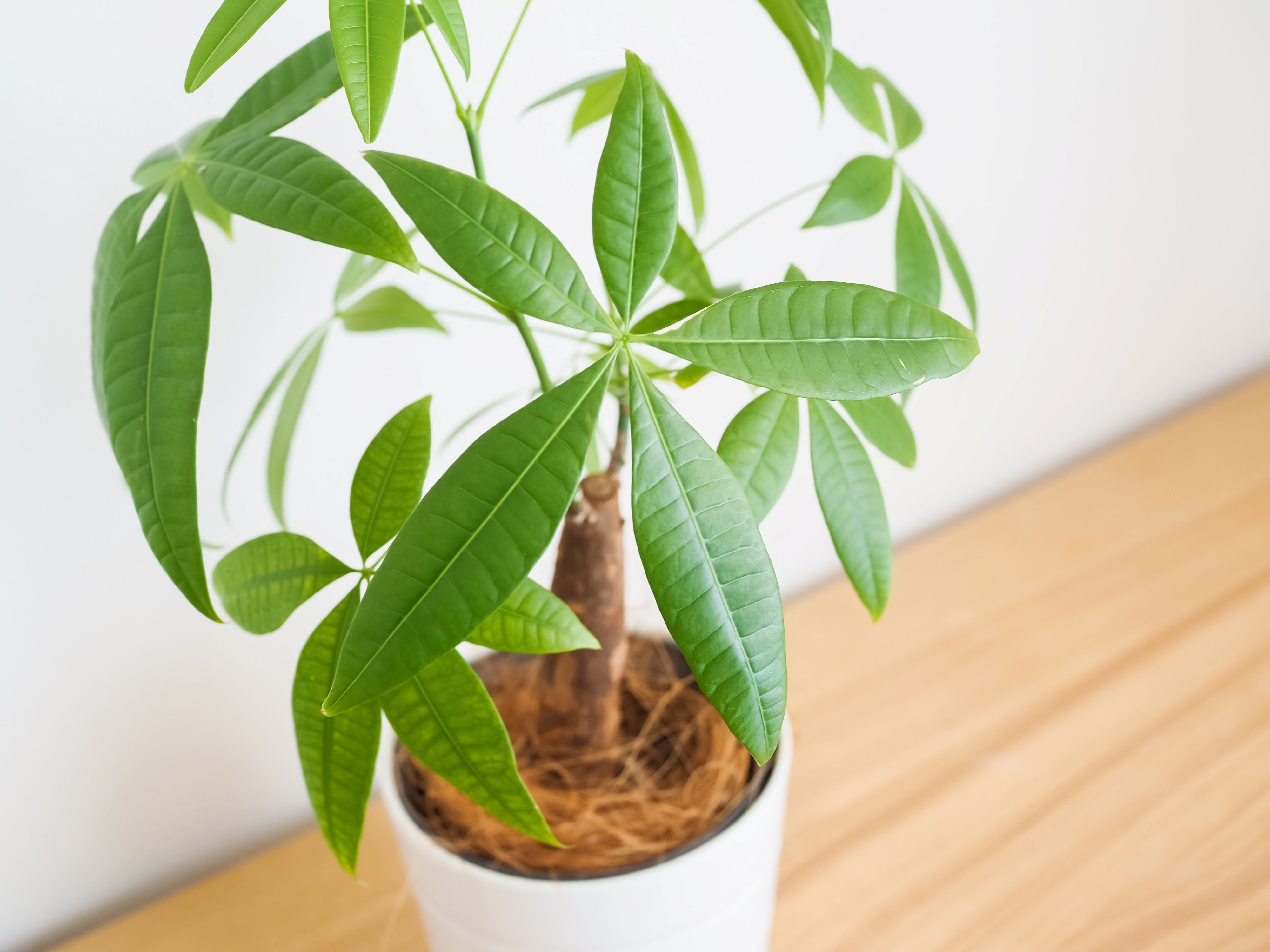 How to Repot a Money Tree the Right Way in 5 Easy Steps