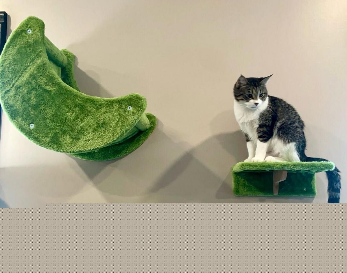 New Marion Cat Cafe to Host Grand Opening This Weekend