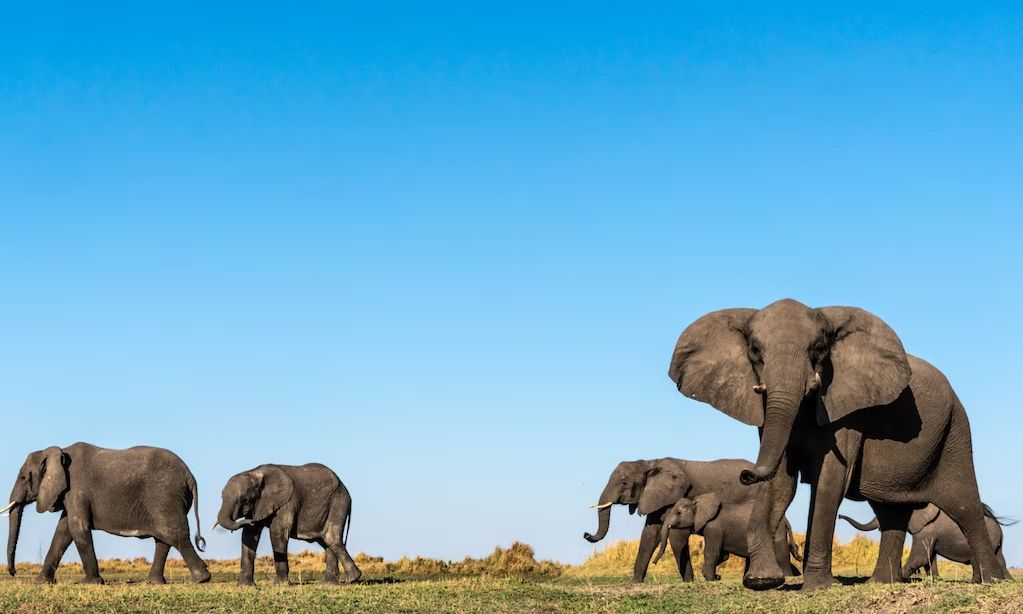 Alarm në Kenia, 14 elefantë gjenden të ngordhur pranë Parkut Kombëtar Amboseli! Nisin hetimet për ngjarjen misterioze