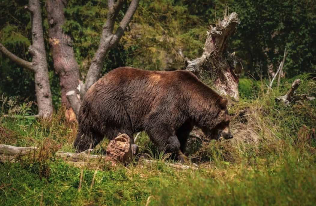 Urs semnalat într-o gospodărie din Buhuși. Autoritățile au emis mesaj RO-ALERT și au intervenit în zonă