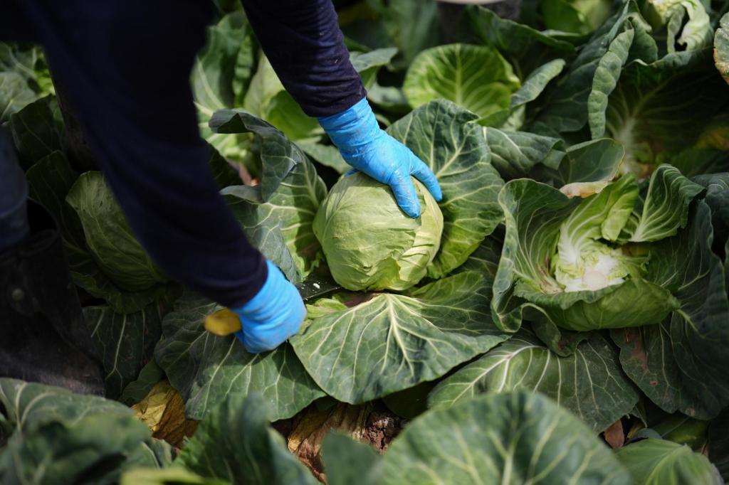 A recipe for avoiding 15 million deaths a year and climate disaster is fixing food, scientists say