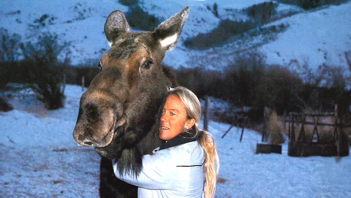 Meet The Moose Whisperer: For 40 Years, Wild Moose Return To Her Big Piney Ranch