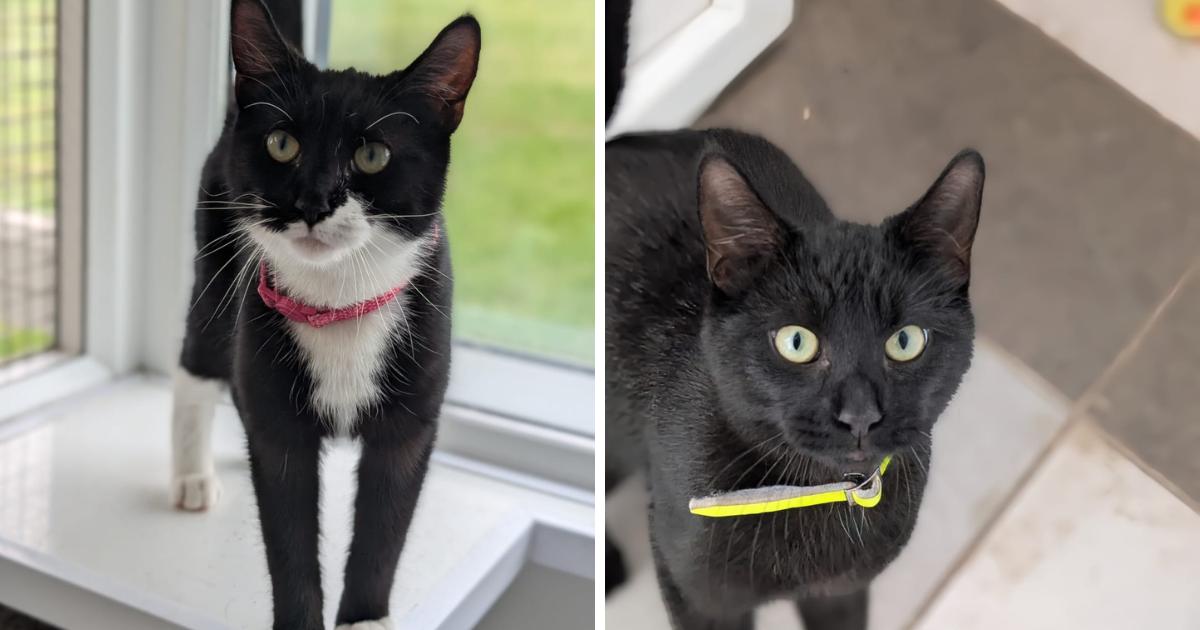 'Amazing' brother and sister seek loving home together in Watford