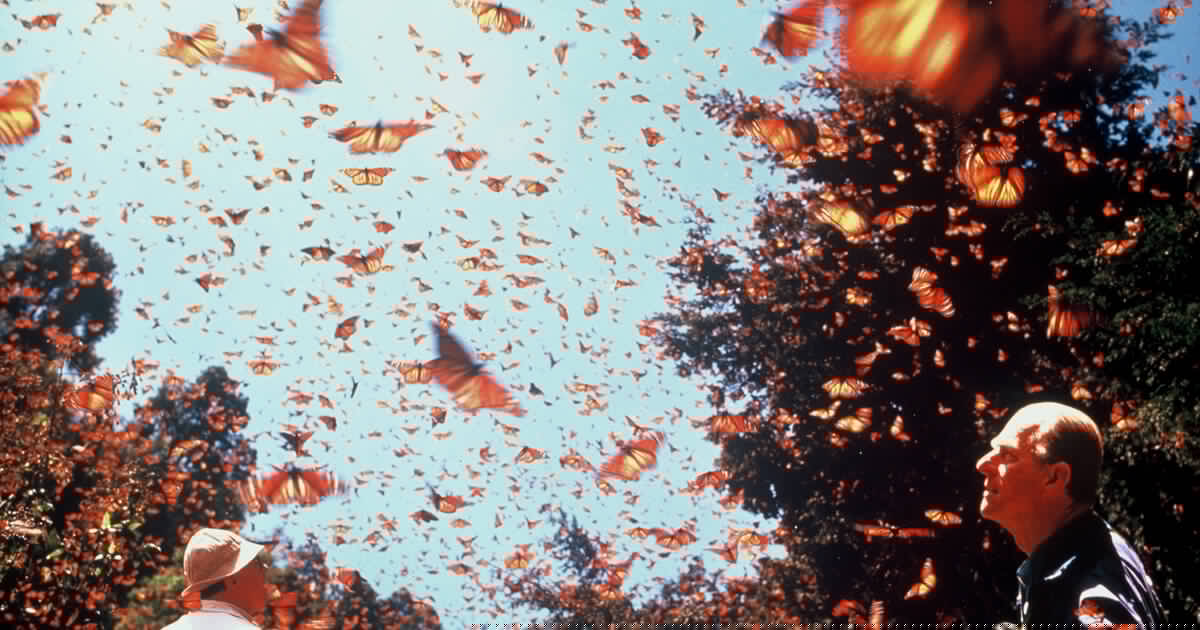 Monarch Butterfly Biosphere Reserve