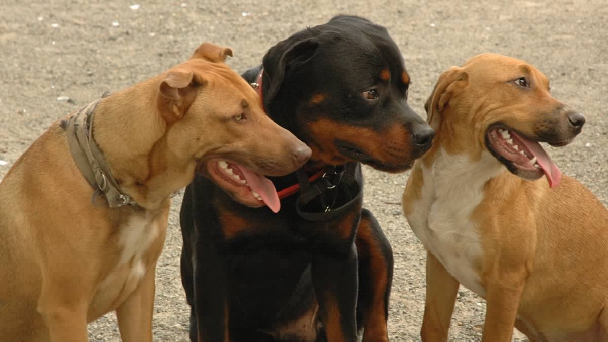 Des chiens errants retrouvés morts fusillés : ils avaient violemment attaqué quelques heures plus tôt un cycliste et son chien