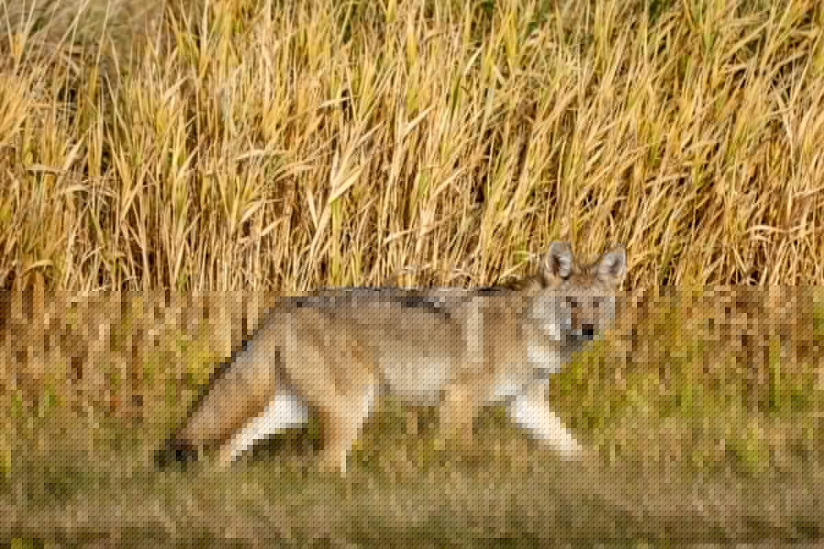 Illinois Coyotes: 5 Things You Probably Didn’t Know About Them